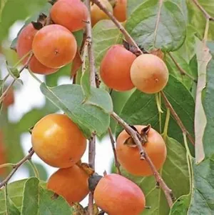 American Persimmon 7g