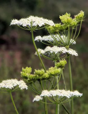 Anise (Seeds)