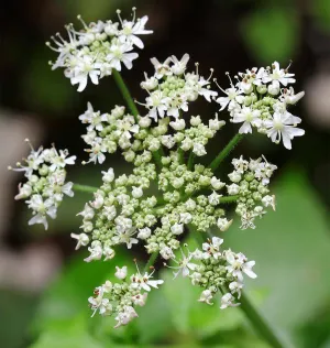 Caraway (Seeds)