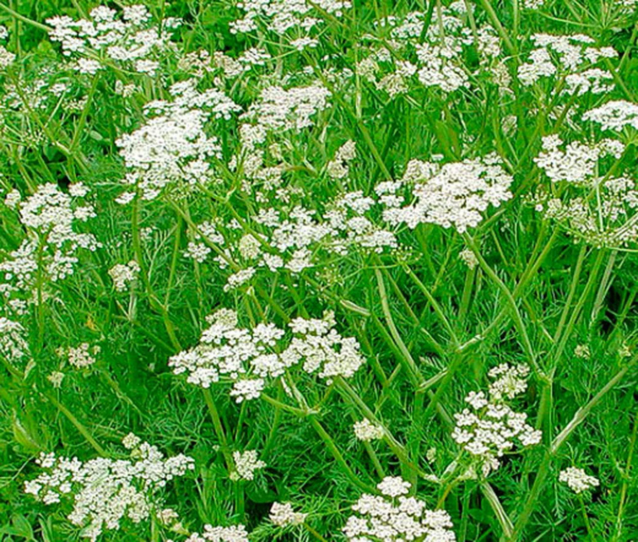 Caraway (Seeds)