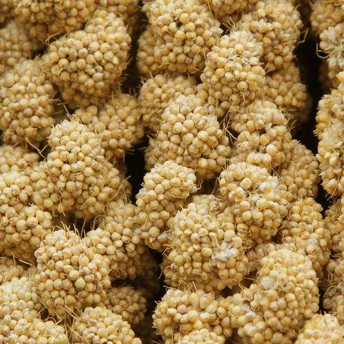 Higgins Spray Millet Bird Treat